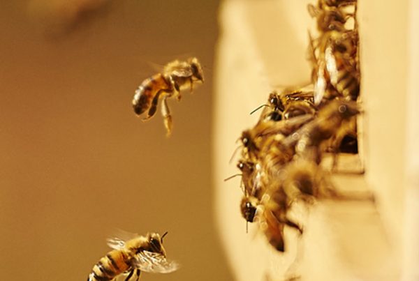 blog_bees_final-hr