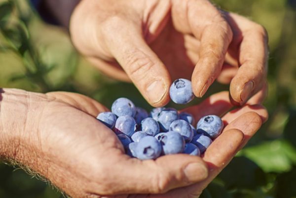 blog_tas-berries
