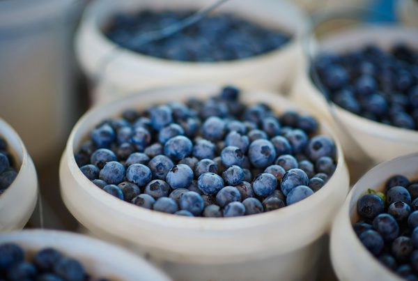 Blueberries at Mundubbera
