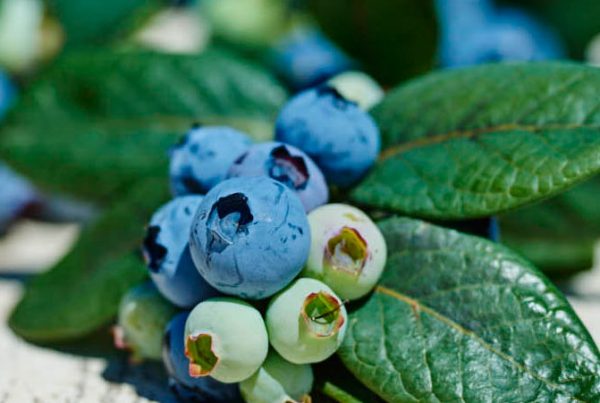 smartberries_styleshot-png
